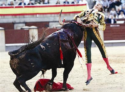 图文:斗牛士遭牛角刺腹